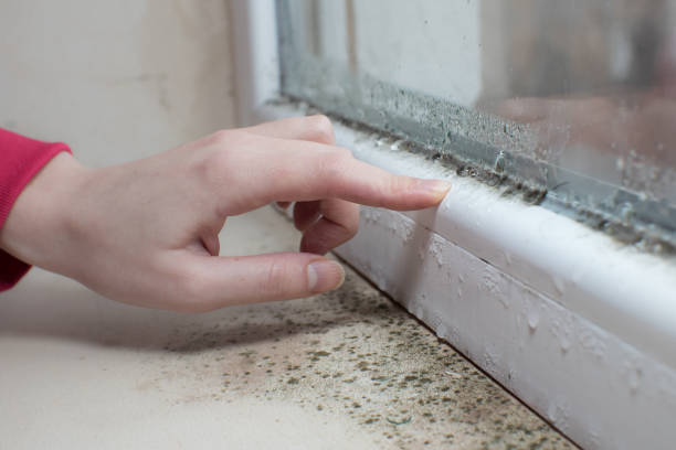 Best Air Quality Testing for Mold Spores  in Thompson Falls, MT